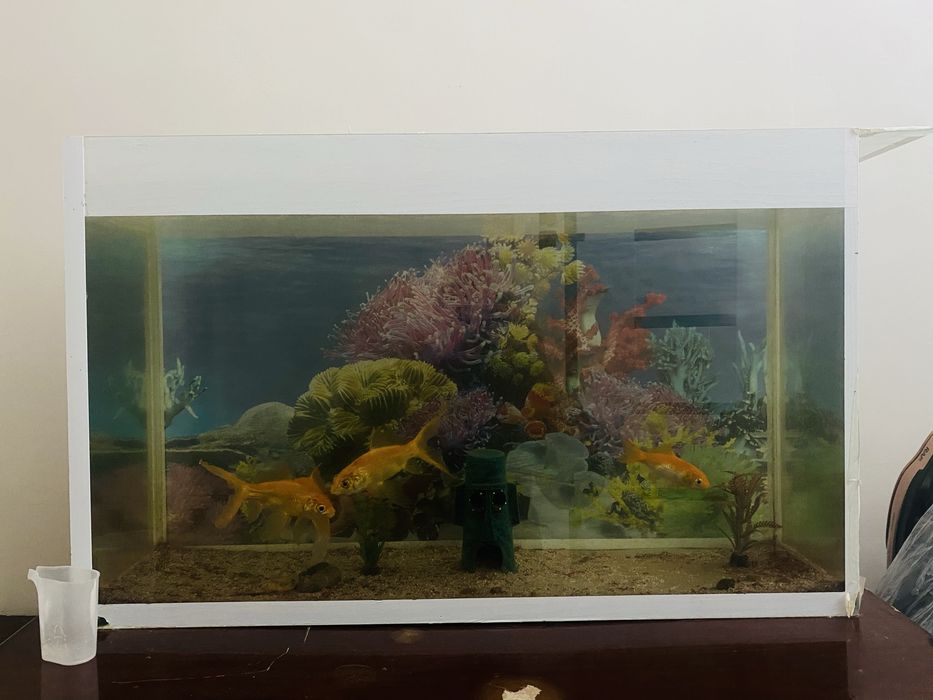 Аквариум с рыбками