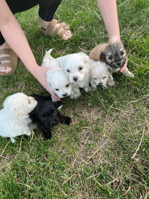 Donez pui Bichon