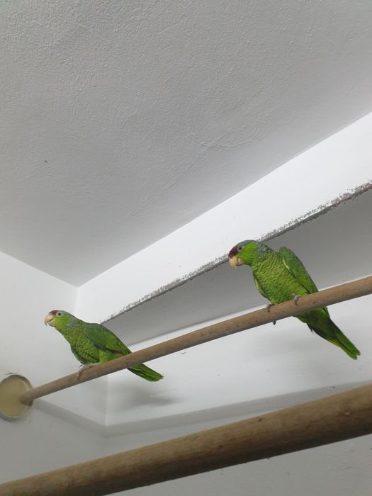 Papagali amazon vinci maturi