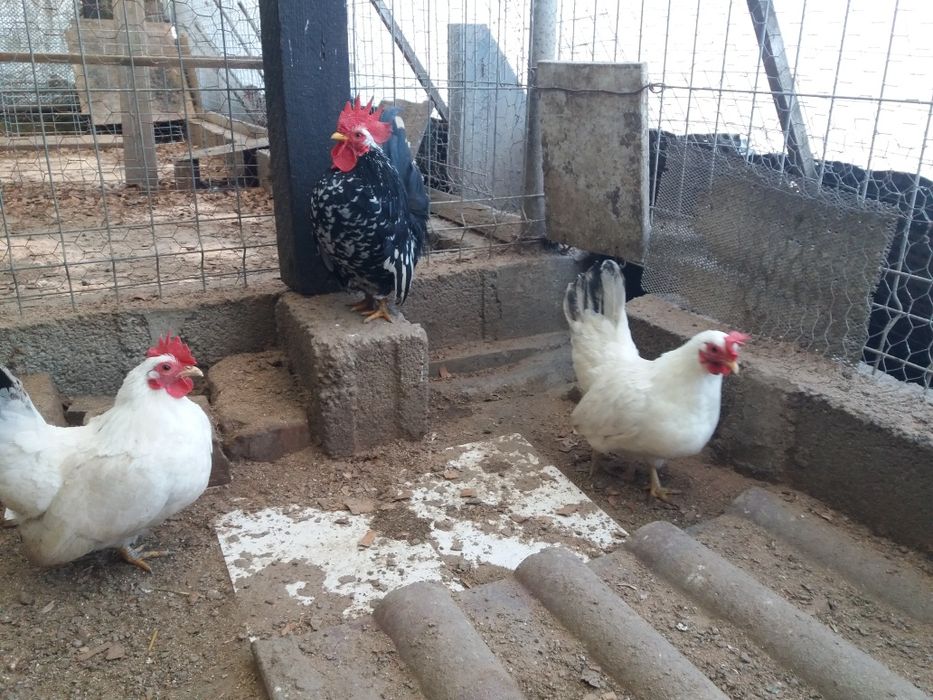 Oua pt incubat si gaini