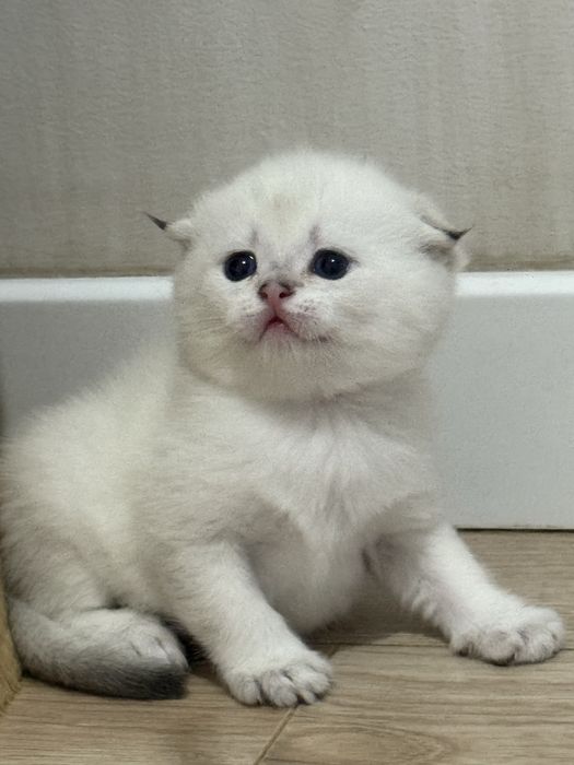 Шотландский вислоухий котенок!