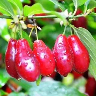 Плодоносящие кусты КИЗИЛА