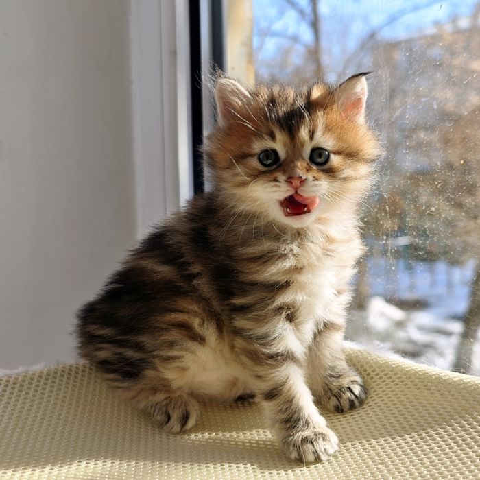 Кошечка курильский бобтейл