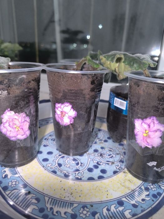 Продам укоренённые листики