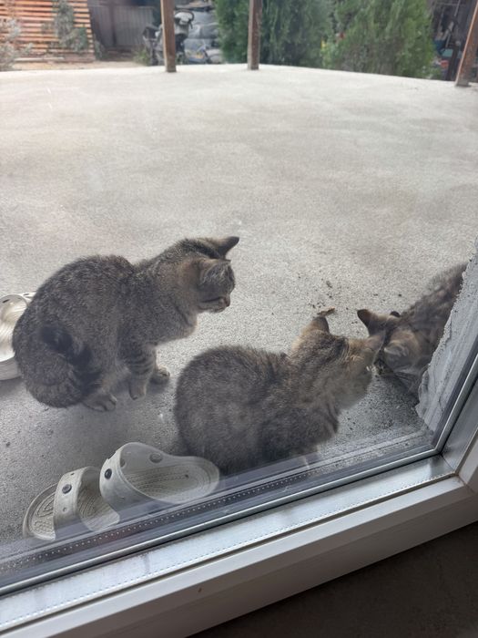 Котята бесплатно