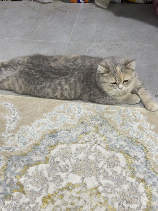 Britanski shinshila mushugi