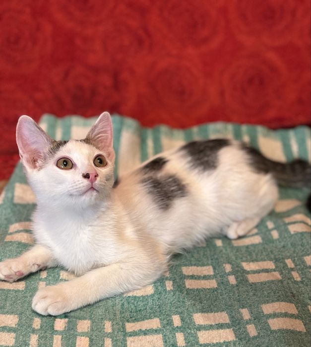 Котенок мальчик ищет дом