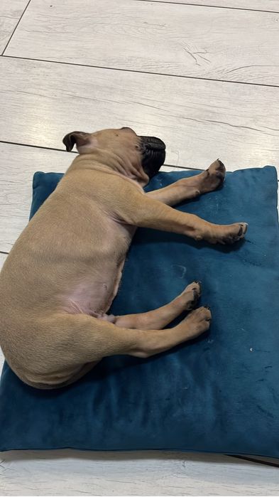 Питбуль 2 мес щенок мальчик