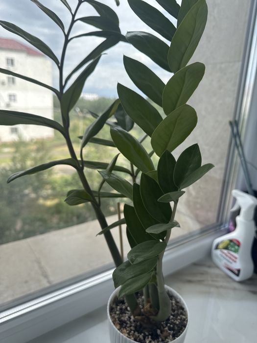 Продам 2 шт замиакулькас