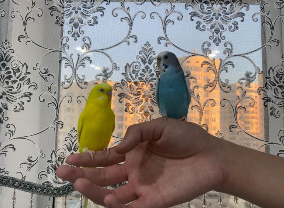 Продам 2-попугая с клеткой