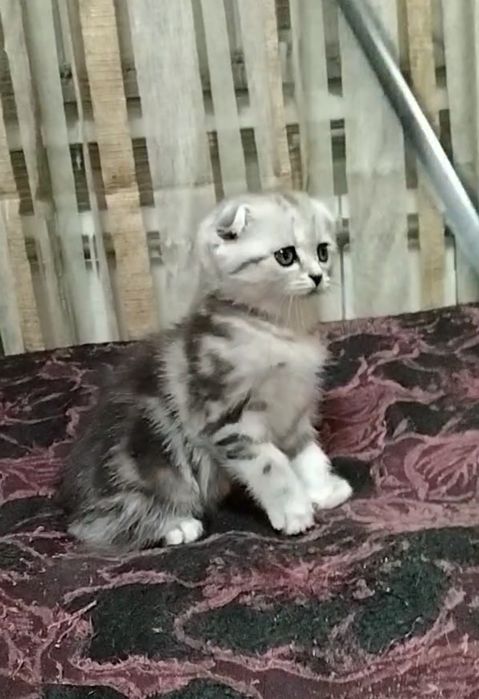 Девочка. Скоттиш фолд.