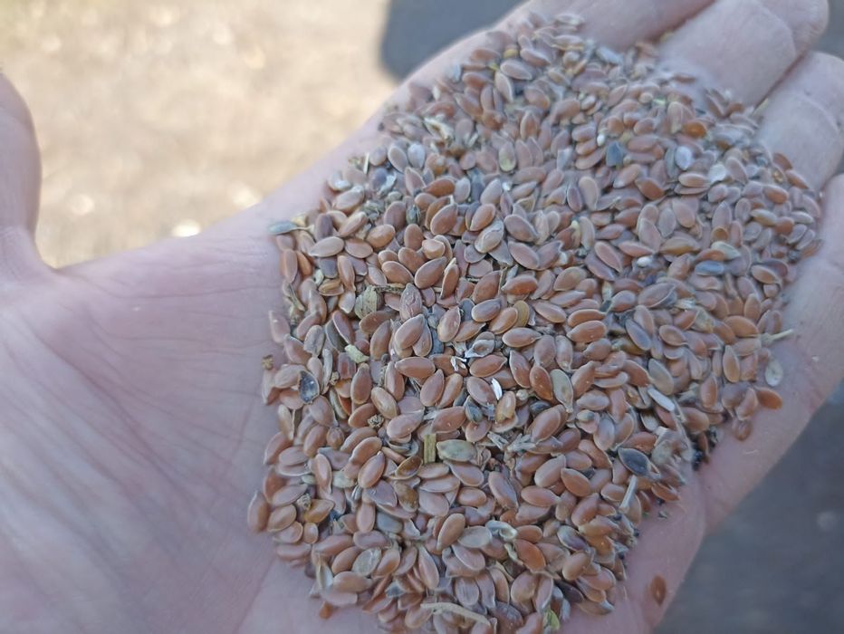 Пшеница.Платный чат!Все корма.