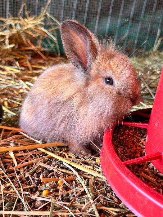 Vând Pui iepure pitic