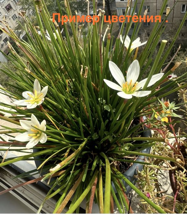 Продам комнатеые цветы  цены разные.