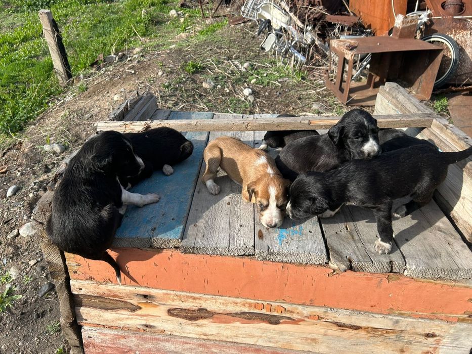 Тазы күшіктер сатылады