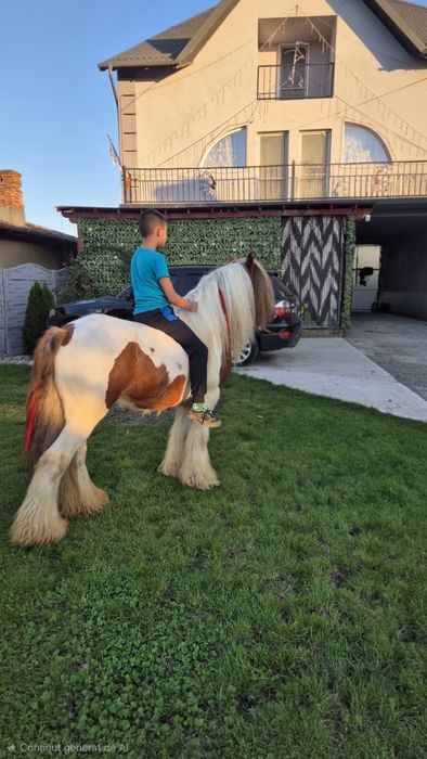 Cai gipsy pt hipoterapie si echitatie armasar si iapa