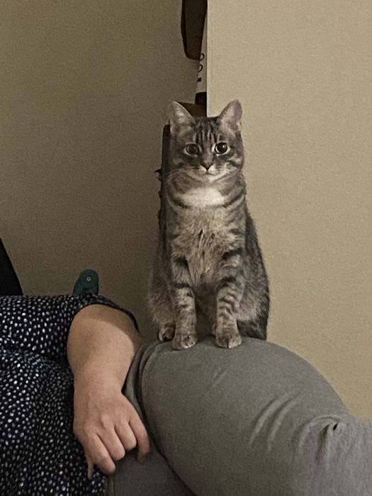 Отдам кота по кличке Шарик