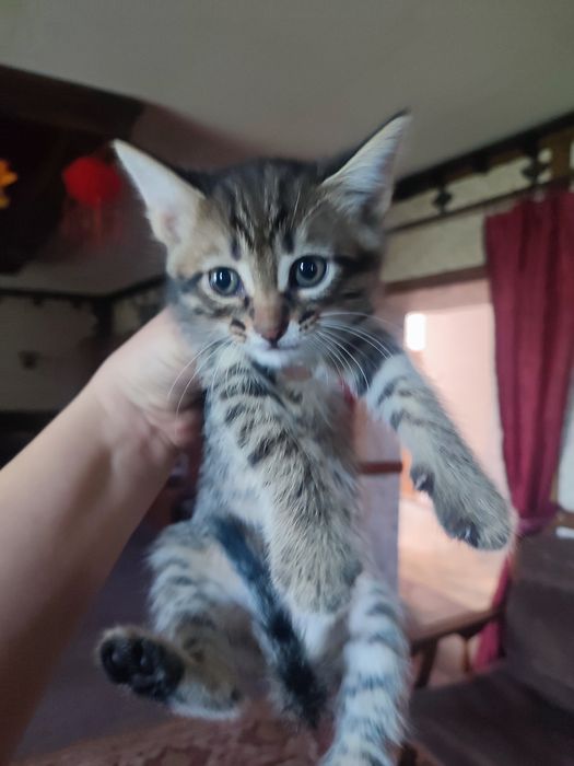 Отдам котят бесплатно