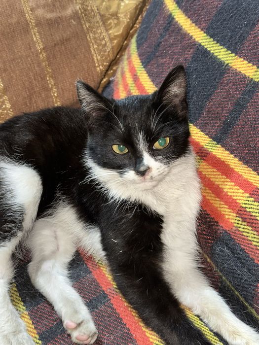 котенок в хорошие руки