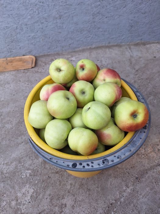Продам яблоки с дерева