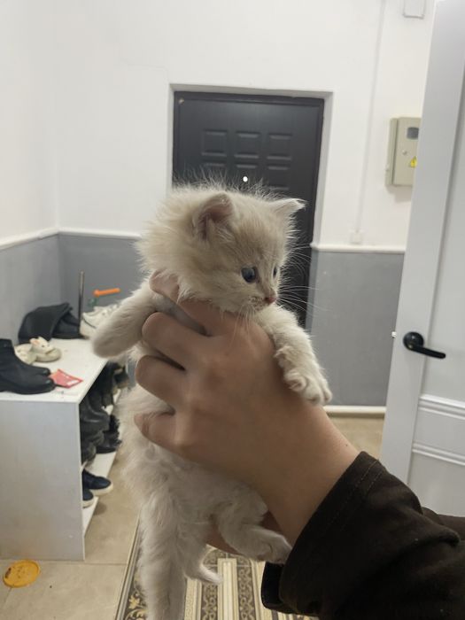 маленьки котенок