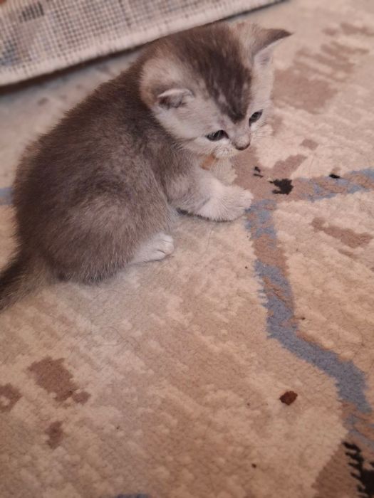 Mushuk bolasi sotiladi (Shinshilla poroda)