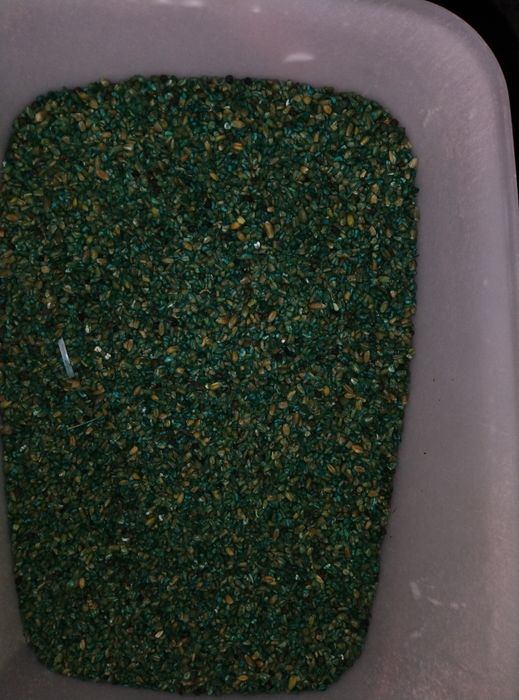 Тышкан,крыса,  дари сатылады.