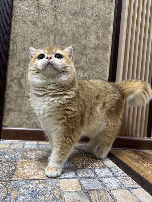 Британский кот ny12 (на вязку)