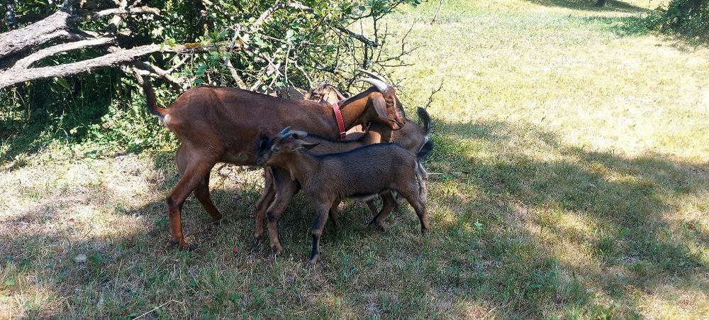 Capre Anglo nubian cuAlpine Franceză