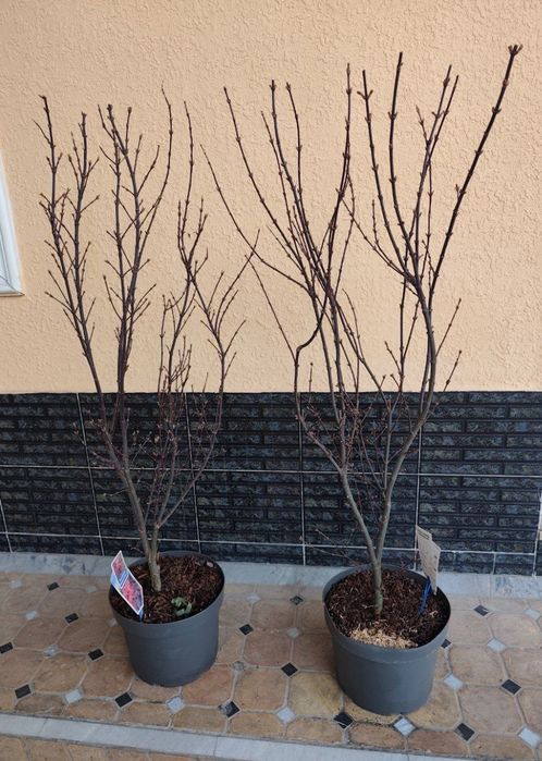 Клён -декоративно лиственный