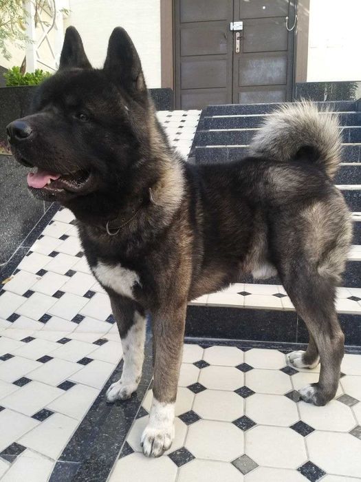 Американская Акита Вязка