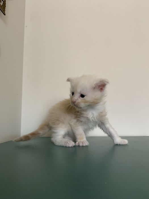 Малышки мейнкун с родословными