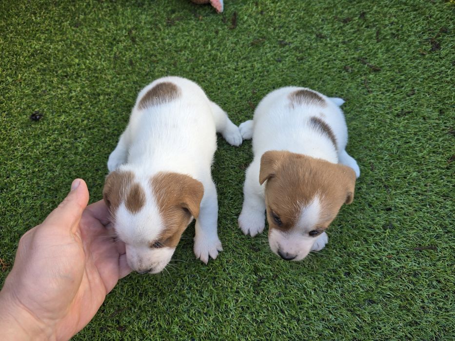 Джак Ръсел, родословие