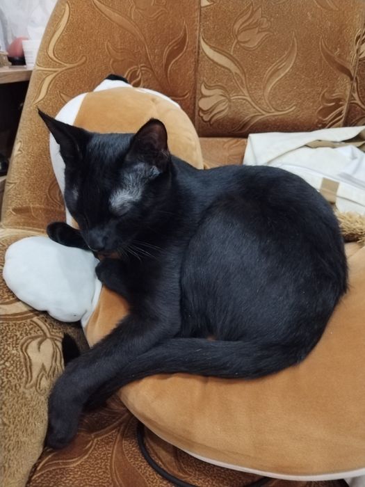 Отдам даром кота