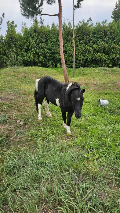 Продам пони красивое