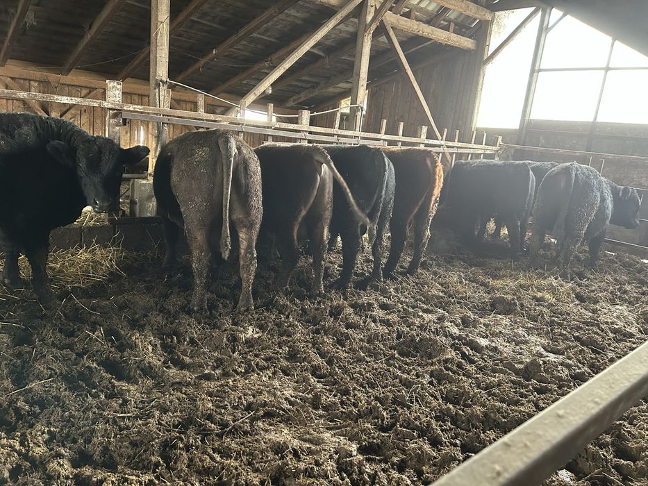 20 de taurasi angus ,vitei ,tauri