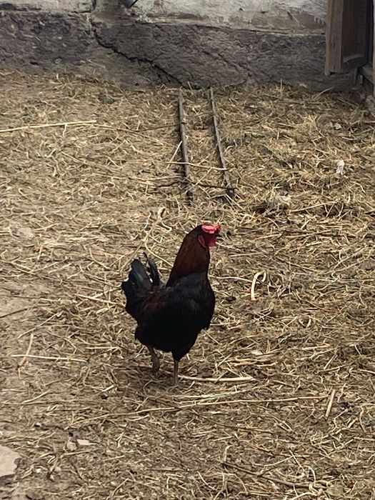 Срочно продается молодой очень красивый петушок