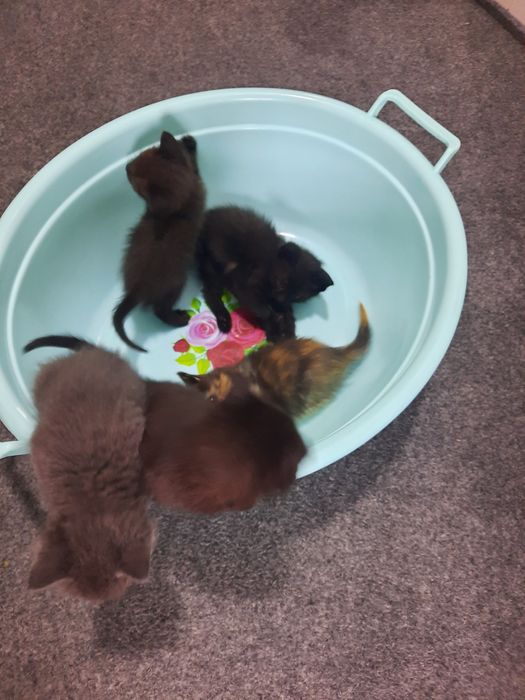 Мушукчалар хадияга