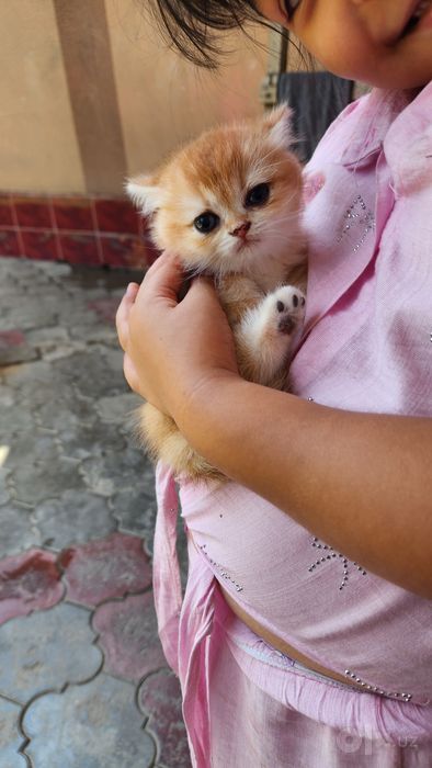 Мушукчалар. Котята. Британец золото