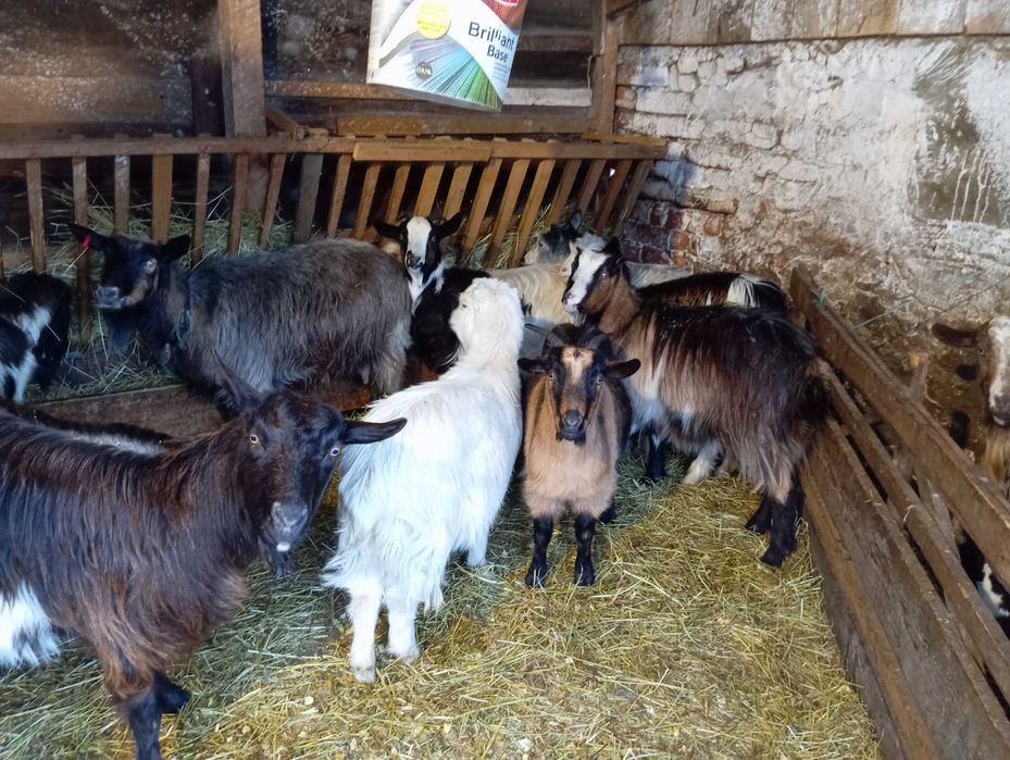 Capre tinere gestante