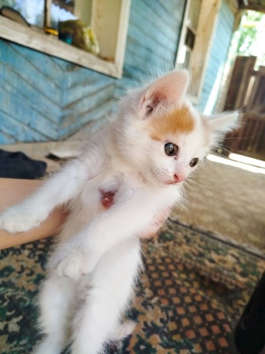 Кот мальчик в добрые руки