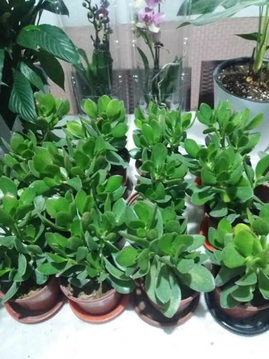 Продается комнатные цветы