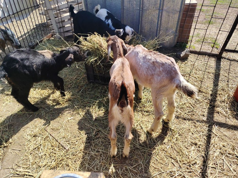 Продам молодых козлят