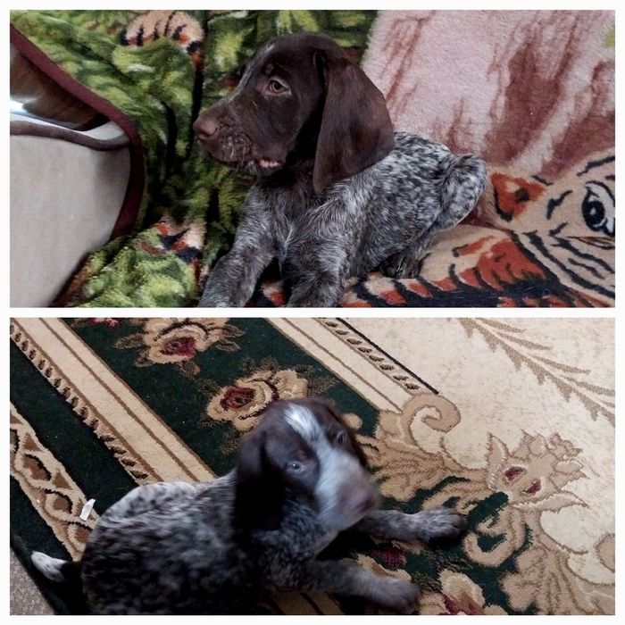 Охотники Курцхаар