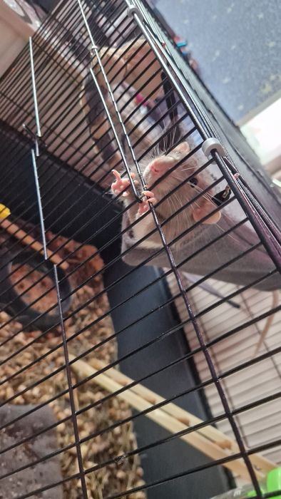 Продаётся клетка с крысой