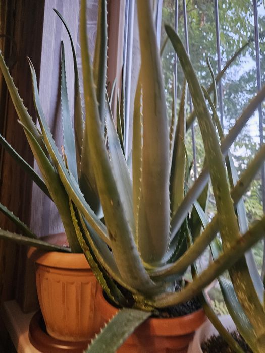 Лечебный алой домашний