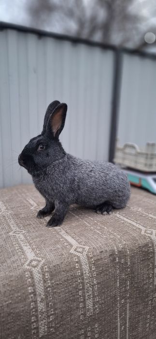 Кролики  породистые