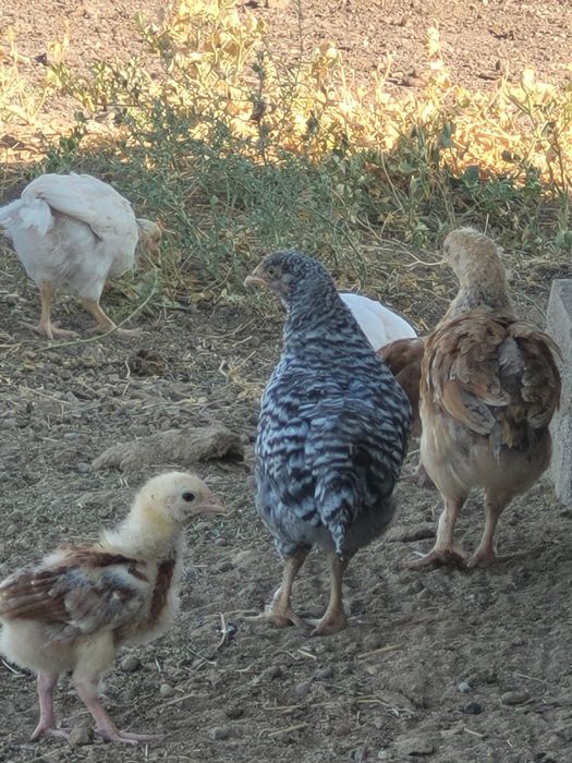 ggg студиясының порно фильмдері онлайн