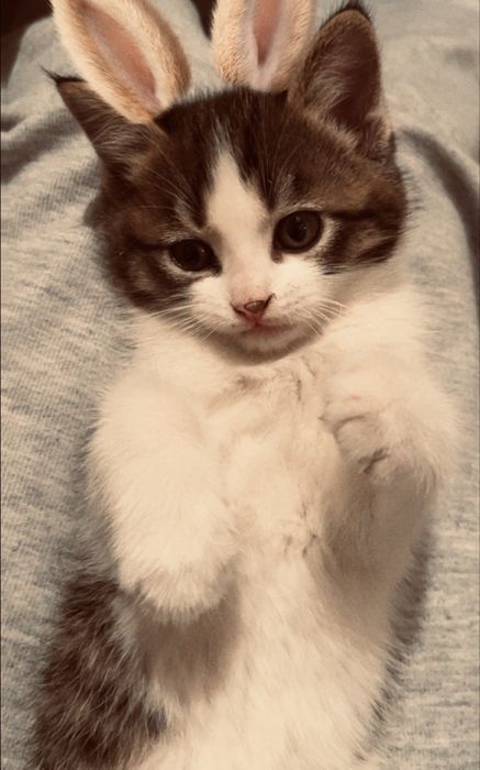 Продаем котенка мальчик