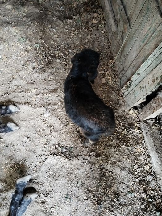 Козы продам 4шт продам